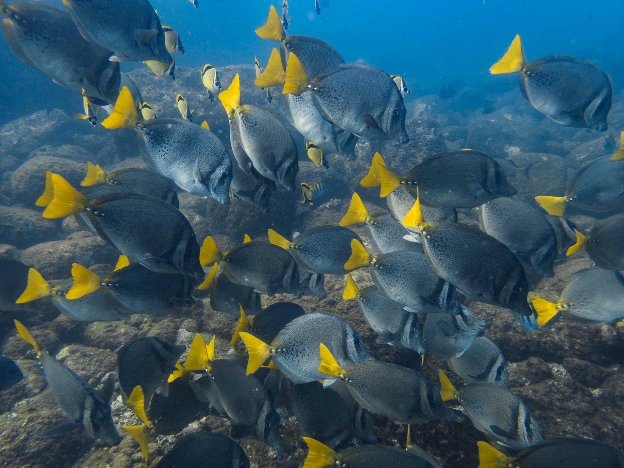 Готель Sealion Dive Center Topolobampo Екстер'єр фото